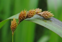 Carex hormathodes