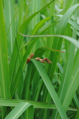 Carex hormathodes