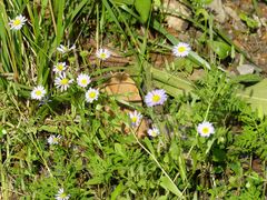 Astranthium ciliatum