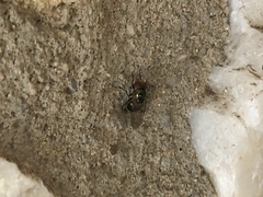 Copestylum vesicularium