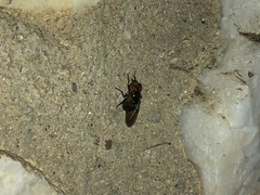 Copestylum vesicularium