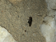 Copestylum vesicularium