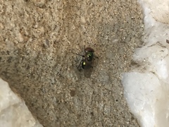 Copestylum vesicularium