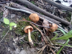 Cortinarius distans