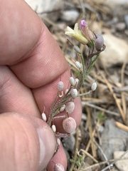 Physaria hitchcockii