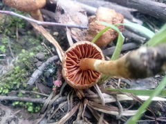 Cortinarius distans