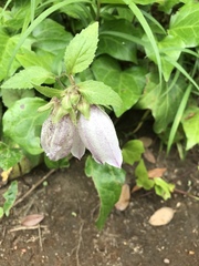 Campanula punctata punctata