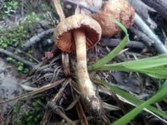 Cortinarius distans