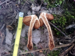 Cortinarius distans