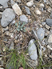 Physaria hitchcockii