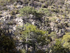 Pinus arizonica