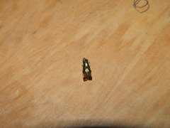 Diedrocephala variegata