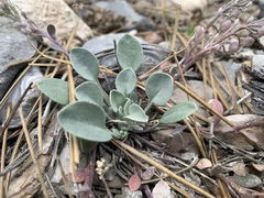 Physaria hitchcockii