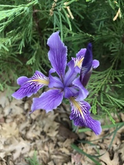 Iris hartwegii australis