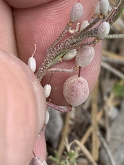 Physaria hitchcockii