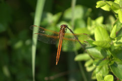 Libellula needhami