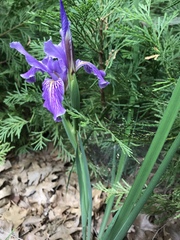 Iris hartwegii australis