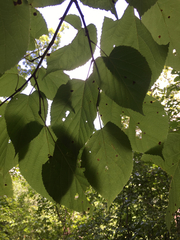 Tilia americana caroliniana