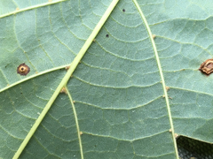 Tilia americana caroliniana