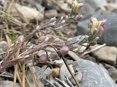 Physaria hitchcockii