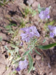 Phacelia exilis