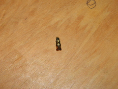 Diedrocephala variegata