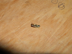 Diedrocephala variegata