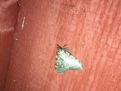 Aglossa