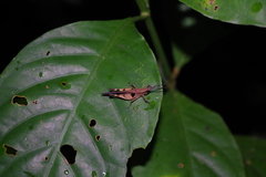 Xiphiola cyanoptera