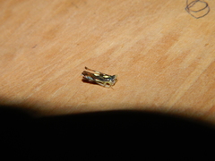 Diedrocephala variegata