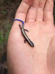 Plestiodon indubitus