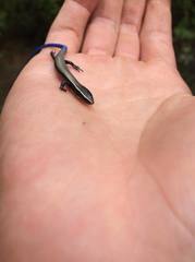 Plestiodon indubitus