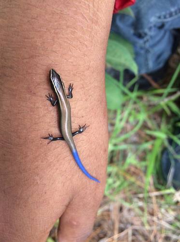Cuernavaca Shortnose Skink