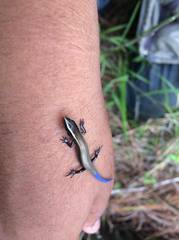 Plestiodon indubitus