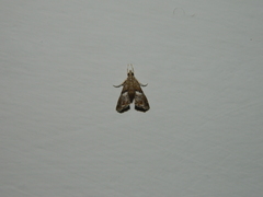 Glaphyriinae