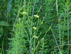 Linaceae