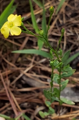 Linum virginianum