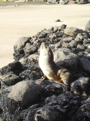 Arctocephalus tropicalis