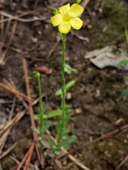 Linum virginianum