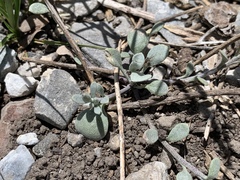 Physaria hitchcockii