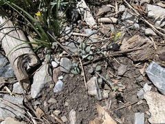 Physaria hitchcockii