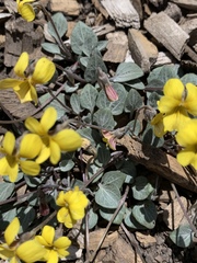 Viola charlestonensis