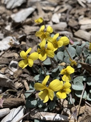 Viola charlestonensis