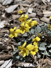Viola charlestonensis