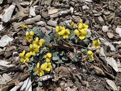 Viola charlestonensis