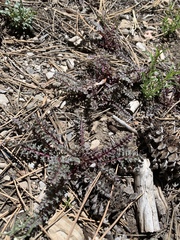Pedicularis semibarbata charlestonensis