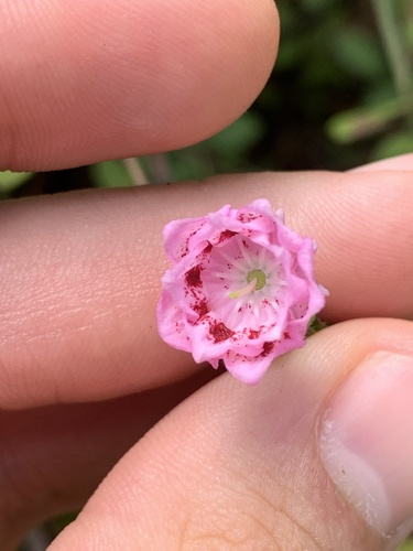 Image of Kalmia hirsuta by no rights reserved
