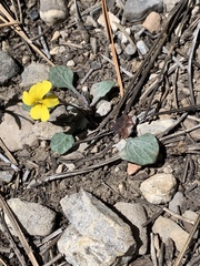 Viola charlestonensis