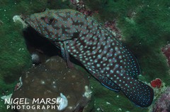 Cephalopholis cyanostigma