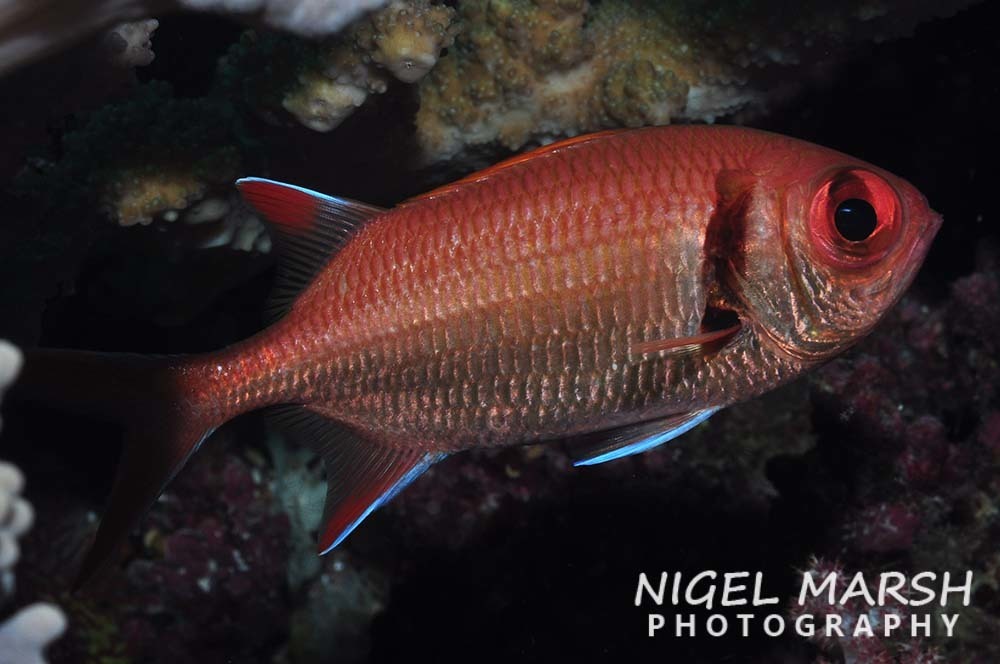 Pearly Soldierfish
